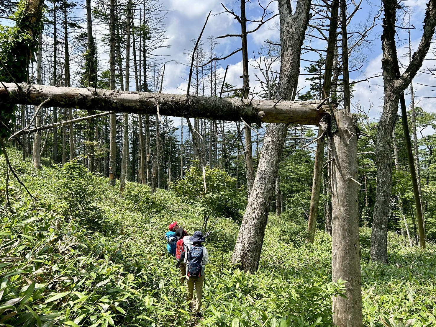 climbing